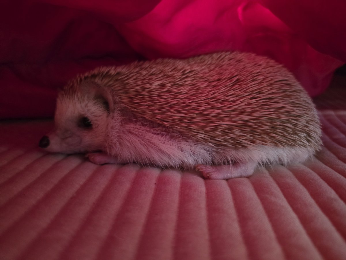 cabhedgehog's tweet photo. 귀여움덩어리 https://t.co/xWHBym1cEu