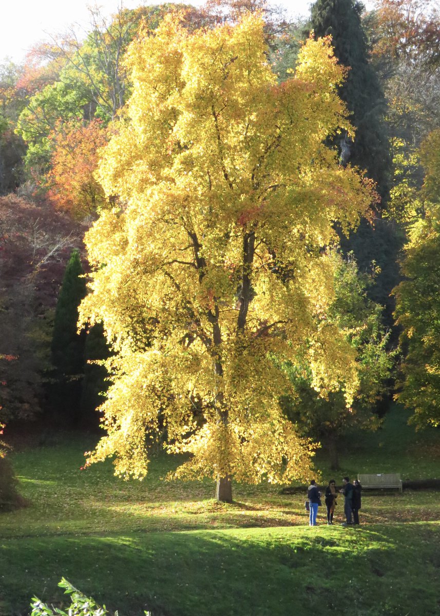 systole_'s tweet photo. Autumn over the years https://t.co/JB11MuCW7o