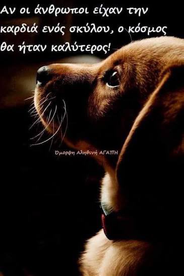 MarthaP81231570's tweet photo. #παγκοσμια_ημερα_των_ζωων https://t.co/4rKRSqDf6z