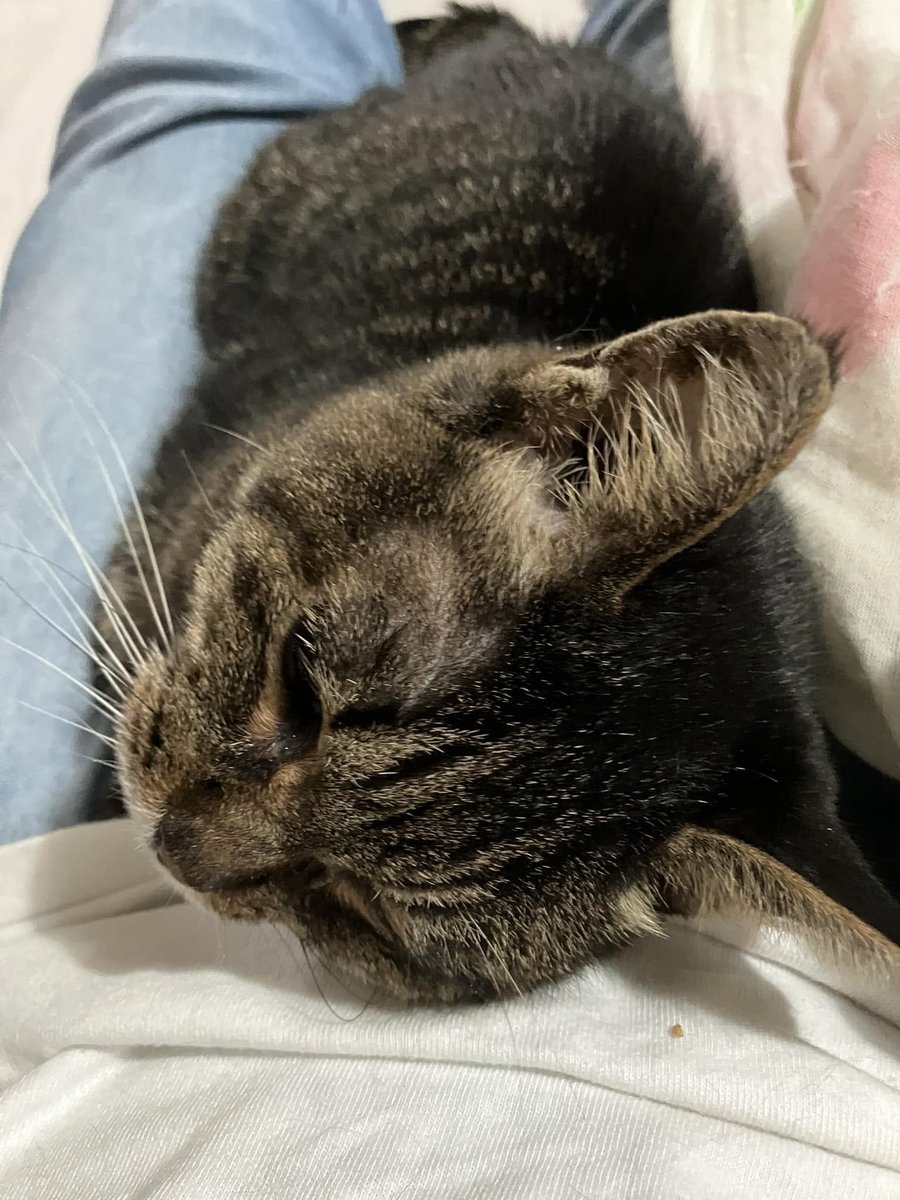 pad_paw's tweet photo. おばあにゃんはずっと私の足の間に寝てたんだけど、私がちょいと用事しに行ってたらあぎゃああぎゃああぎゃあ！と呼ばれたので、ベッドから降ろして水飲み器の所にお連れしたのだけど、水じゃない！と猫トイレに行っておしっこされました。偉すぎる。
量は多いので腎臓も進んでいるとは思いますが。。 https://t.co/Dh9h5FmBJ7