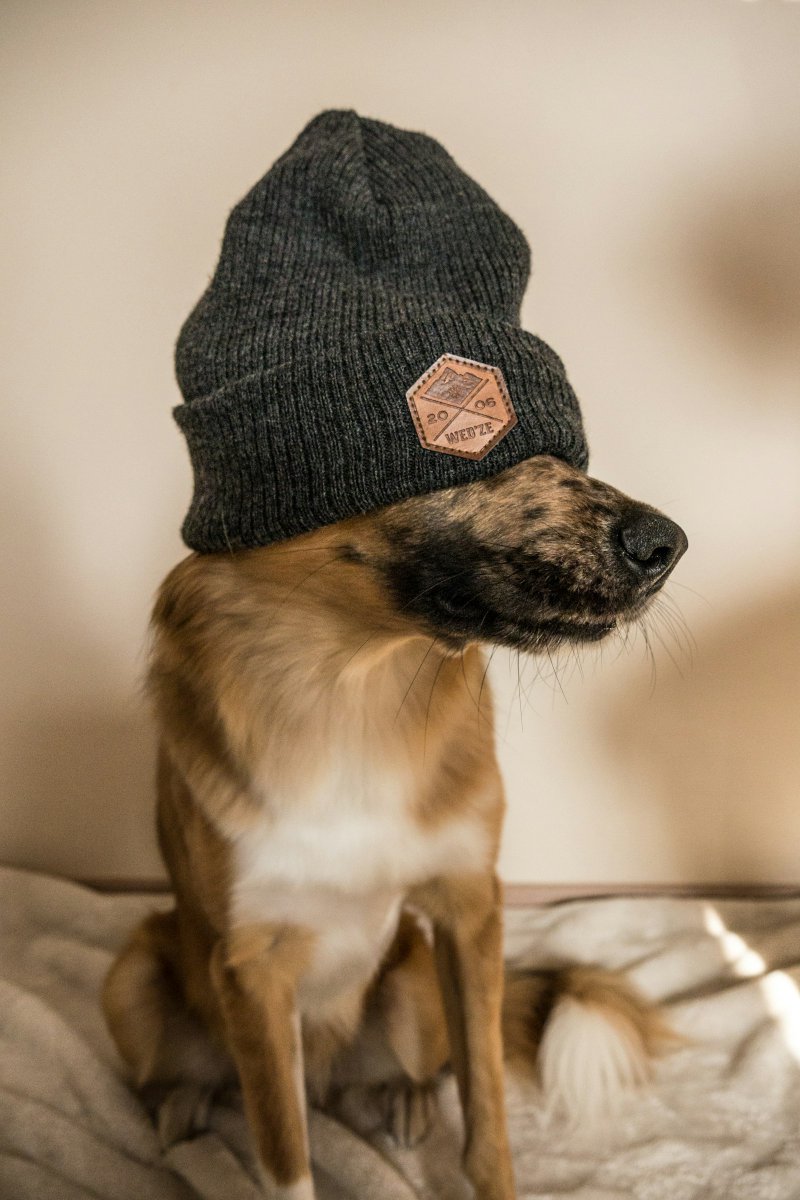 ThePawMud's tweet photo. Hilo de perros cuando te pones el gorro. Spoiler: esa goma acaba de activar modo sospechoso. https://t.co/WLQIa6p4bK