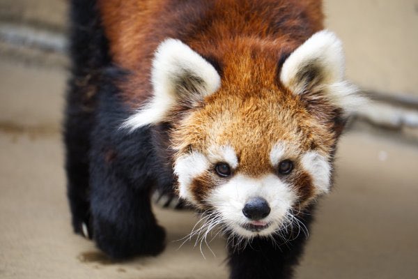 rodpanda21's tweet photo. ソラさん 🐢
市川市動植物園

#ソラ 
#lesserpanda #redpanda #レッドパンダ #小熊貓 #シセンレッサーパンダ #レッサーパンダ #ソラ  
#動物 #動物園 #zoo #animal #動物写真 #動物園写真 #animalphoto #zoophoto
#動物が好き #レッサーパンダが好き 
#市川市動植物園 

🍡 https://t.co/cuEBxsXSbH