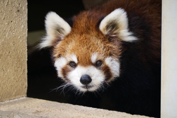 rodpanda21's tweet photo. ソラさん 🐢
市川市動植物園

#ソラ 
#lesserpanda #redpanda #レッドパンダ #小熊貓 #シセンレッサーパンダ #レッサーパンダ #ソラ  
#動物 #動物園 #zoo #animal #動物写真 #動物園写真 #animalphoto #zoophoto
#動物が好き #レッサーパンダが好き 
#市川市動植物園 

🍡 https://t.co/cuEBxsXSbH