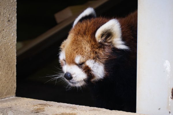 rodpanda21's tweet photo. ソラさん 🐢
市川市動植物園

#ソラ 
#lesserpanda #redpanda #レッドパンダ #小熊貓 #シセンレッサーパンダ #レッサーパンダ #ソラ  
#動物 #動物園 #zoo #animal #動物写真 #動物園写真 #animalphoto #zoophoto
#動物が好き #レッサーパンダが好き 
#市川市動植物園 

🍡 https://t.co/cuEBxsXSbH