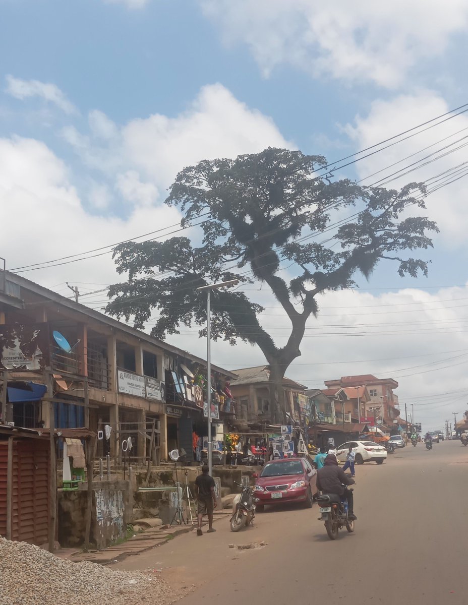inside_ijesa's tweet photo. Growing up, they told us a lot of things about this tree, what are the things you know about this tree?
#InsideIjesa https://t.co/Grv6kLcBnQ