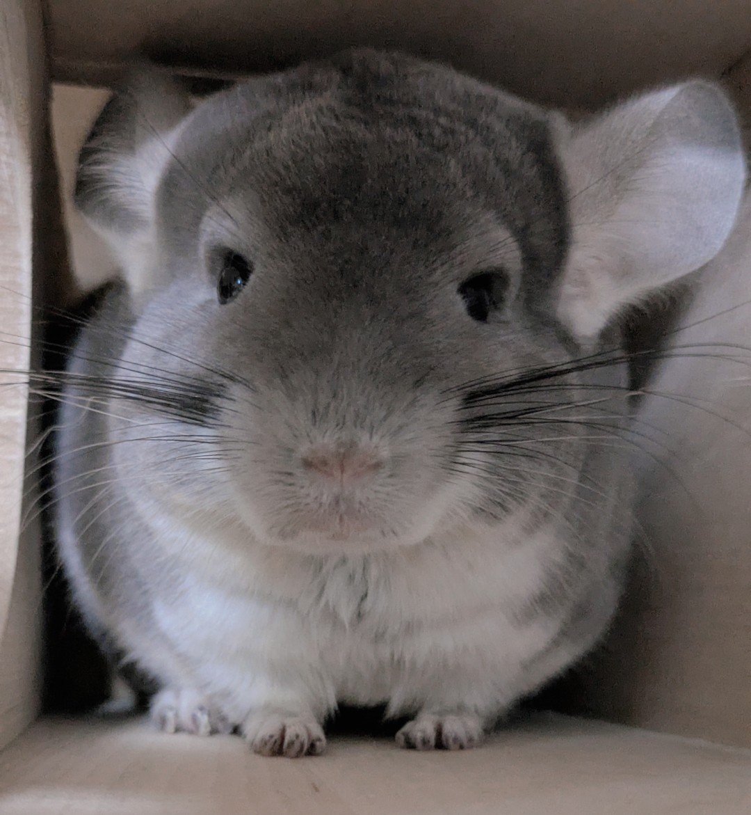 ToaruChinchilla's tweet photo. 真正面も可愛いチンチラ🐭 https://t.co/viAMoe9ipb