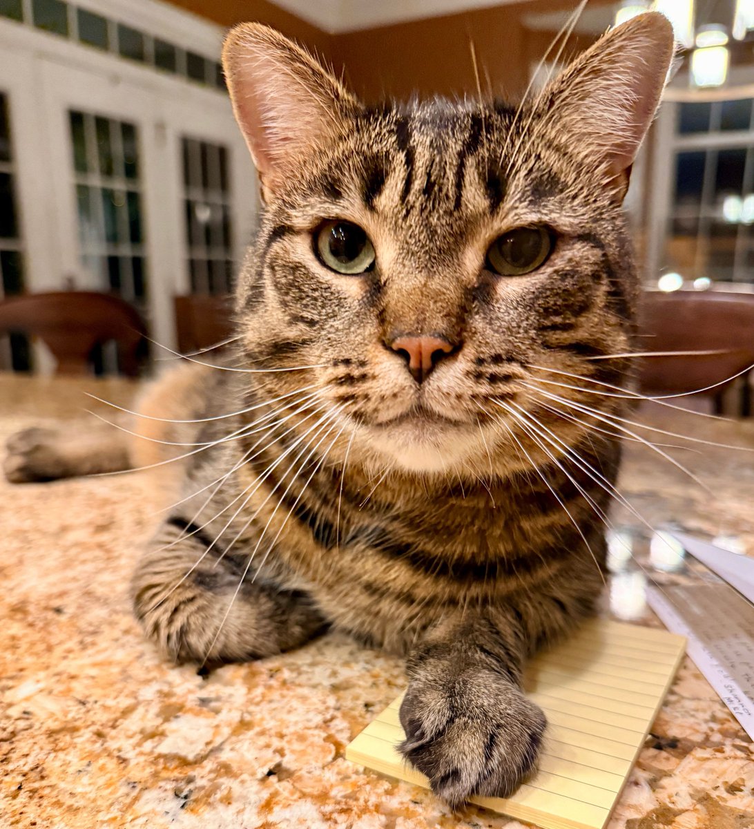 MissyBBBobtail's tweet photo. Researchers confirm that people who love cats are smarter, funnier, more well-liked and better looking than those who don’t like cats. 

Trust me.  😼 https://t.co/UodwwwtGyy