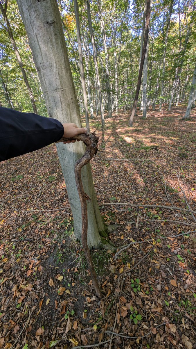 kurna_borek's tweet photo. Ja pierdole, no już lepszego kija nie znajdę w życiu. Kończę karierę w pełni spełniony.

10/10 ! https://t.co/qMdW6OCgQD