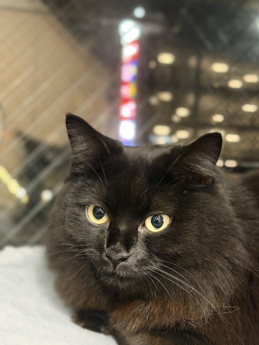 kyuu_90per's tweet photo. https://t.co/li4jPdxvYD