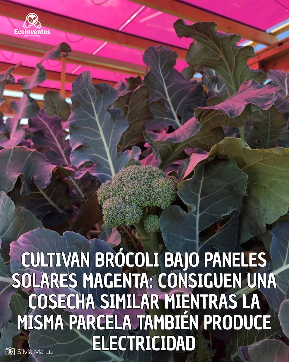 EcoInventos's tweet photo. Cultivan brócoli bajo paneles solares magenta: consiguen una cosecha similar mientras la misma parcela también produce electricidad.

https://t.co/gmMzIE6PCx https://t.co/hKUKOYKmM2