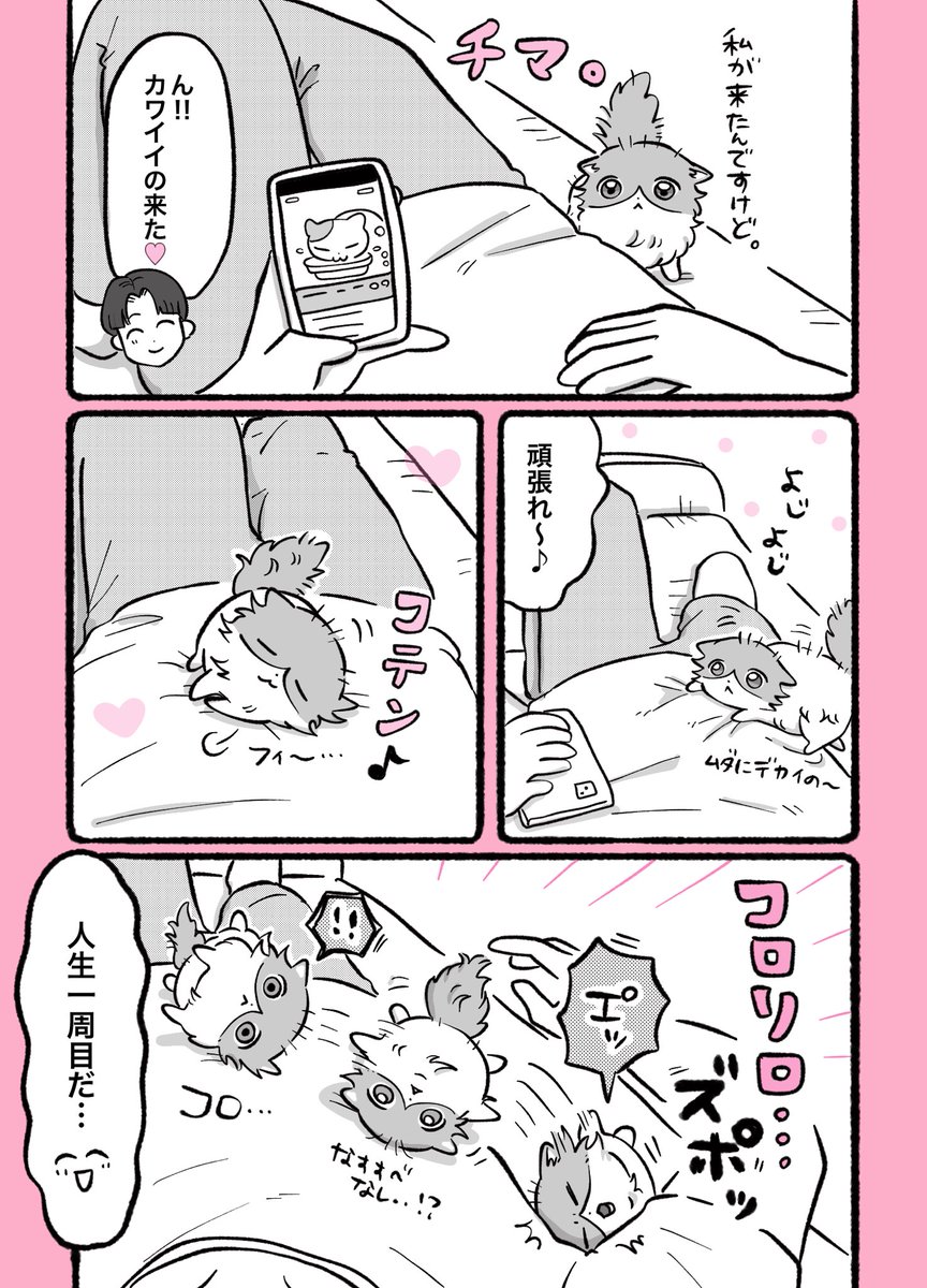 ppp___7373's tweet photo. ねこ漫画「ちゃまろ」299

人生1周目 https://t.co/UGlbpJ3LdS