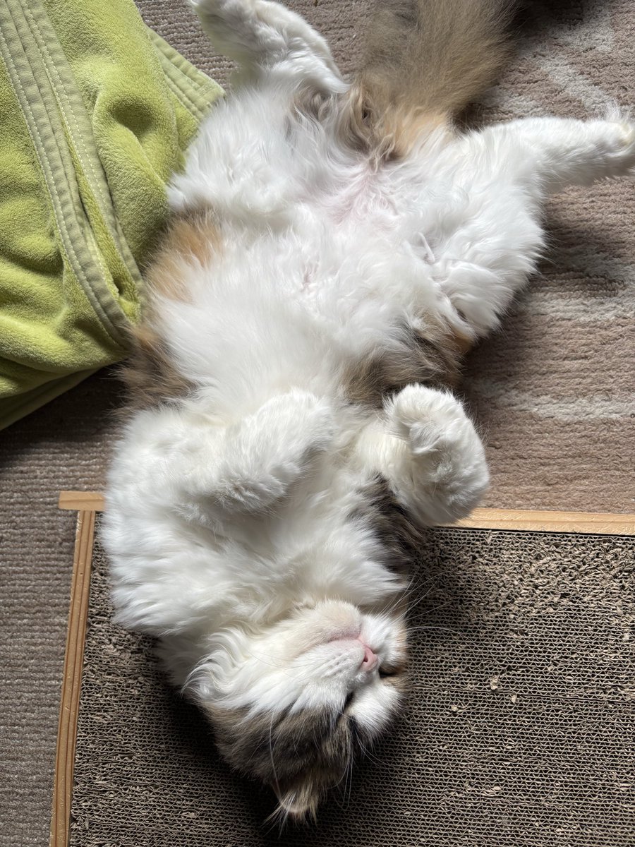 ChelseaBalangan's tweet photo. 「気にしすぎだよ」って言われても
気になってしまう。

誰かの表情が曇っていると
自分の言葉を何度も巻き戻してしまう。

そんな日は
答えを探す前に少し休んでいいんだ。

相手の気持ちが分からないままでも

今の自分に、お茶を淹れてあげられる。

我が家の何も気にしない猫 https://t.co/xE6KNqcUtc