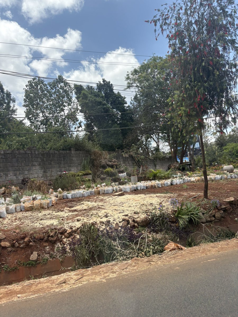 MissNasike's tweet photo. Why do Kenyan authorities seem so antagonistic towards trees?

While you’re repairing a section of James Gichuru Road, is it necessary to cut down all the mature trees that provided shade intercepted stormwater and cooled the area?

Development and nature can co-exist, jamani! https://t.co/pTUiUOyboV