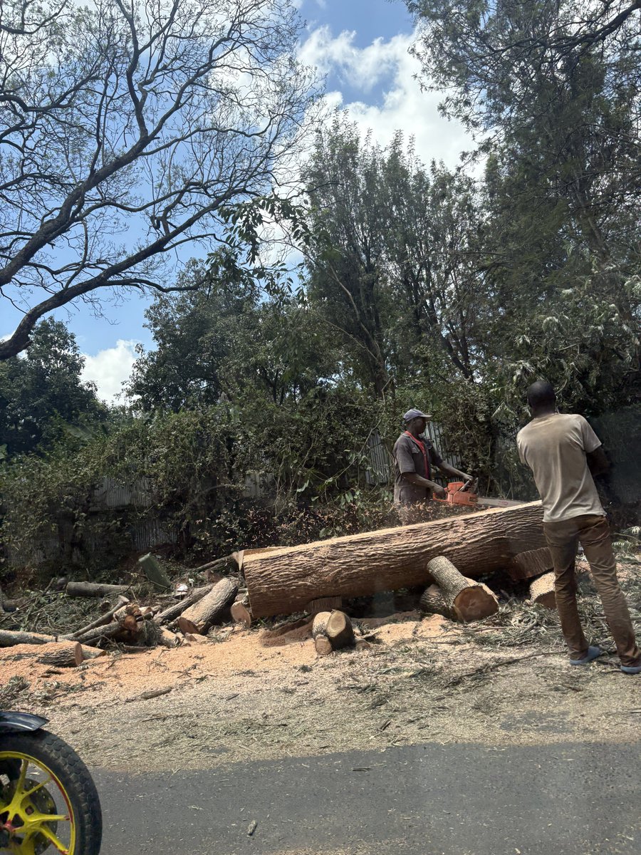 MissNasike's tweet photo. Why do Kenyan authorities seem so antagonistic towards trees?

While you’re repairing a section of James Gichuru Road, is it necessary to cut down all the mature trees that provided shade intercepted stormwater and cooled the area?

Development and nature can co-exist, jamani! https://t.co/pTUiUOyboV