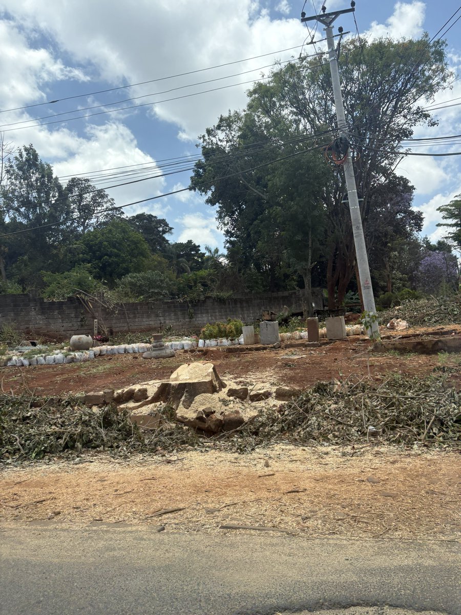 MissNasike's tweet photo. Why do Kenyan authorities seem so antagonistic towards trees?

While you’re repairing a section of James Gichuru Road, is it necessary to cut down all the mature trees that provided shade intercepted stormwater and cooled the area?

Development and nature can co-exist, jamani! https://t.co/pTUiUOyboV
