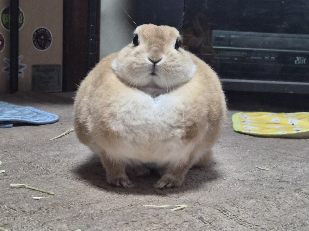 qkgpso4tQw85289's tweet photo. まん丸ゴンちゃん🐰◉ https://t.co/yUzreVQl3O