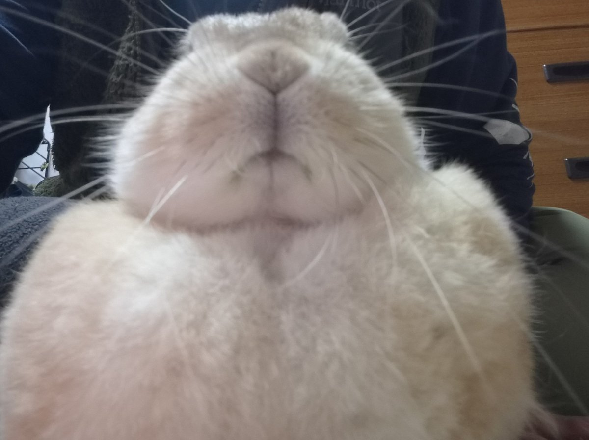 qkgpso4tQw85289's tweet photo. まん丸ゴンちゃん🐰◉ https://t.co/yUzreVQl3O