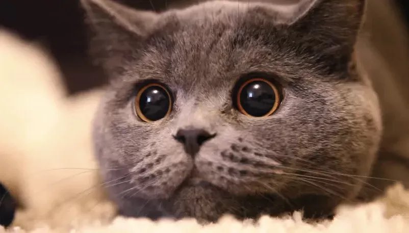 catosugu's tweet photo. flins is just an excited cat https://t.co/sd9oI8MYCp