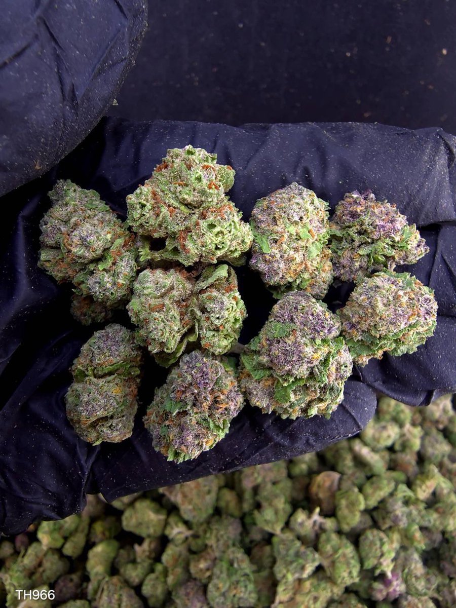shawty_d0px4mao's tweet photo. 🏞️【 🌞 Evap • Farm ภาคเหนือ🪴 】🇹🇭
🍿 Size Pop 🌞 ✨

🔸 Pop RUBY RED 💎🍷
🔸 Hybrid 🔸THC28%

Aroma🔺 Blueberry 🫐 Spicy 🌶️ Diesel ⛽

💸100G = 799฿ , 1KG = 4,700฿💸

🛍️สนใจสินค้า @Line 
ทักแชท ตามสั่งได้เลยครับ🔻
Line ID (.) ▶️ 0924153858.
https://t.co/Srs5oTp9QA

#weed #og https://t.co/Wje3IVdLbd