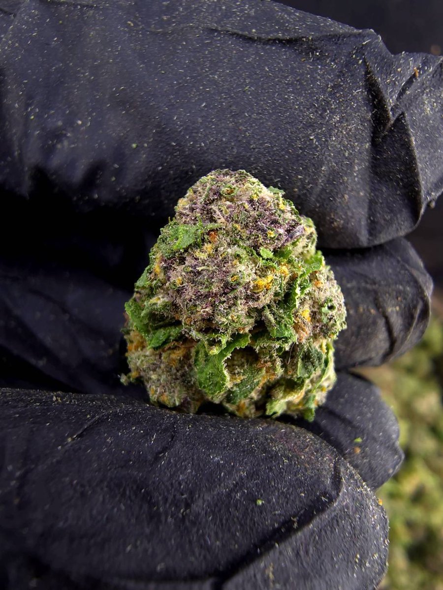shawty_d0px4mao's tweet photo. 🏞️【 🌞 Evap • Farm ภาคเหนือ🪴 】🇹🇭
🍿 Size Pop 🌞 ✨

🔸 Pop RUBY RED 💎🍷
🔸 Hybrid 🔸THC28%

Aroma🔺 Blueberry 🫐 Spicy 🌶️ Diesel ⛽

💸100G = 799฿ , 1KG = 4,700฿💸

🛍️สนใจสินค้า @Line 
ทักแชท ตามสั่งได้เลยครับ🔻
Line ID (.) ▶️ 0924153858.
https://t.co/Srs5oTp9QA

#weed #og https://t.co/Wje3IVdLbd