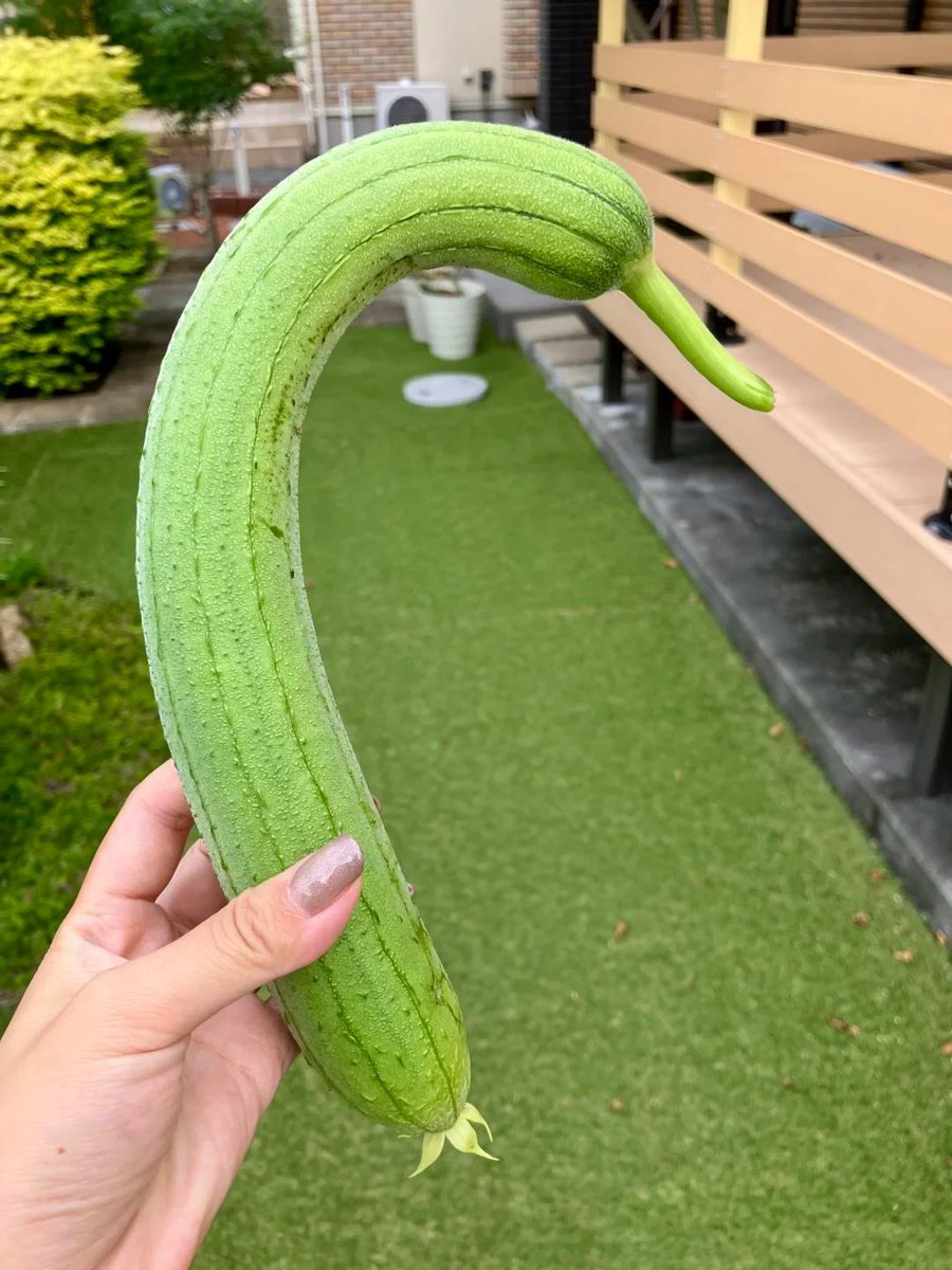 tdrmt0's tweet photo. 育ち始めた野菜を眺めたり、今日の日差しを感じたり、時々しゃがんで葉っぱに触れてみたりします。
私はますます、こういう静かで騒がしくない環境が好きになっています🌸
#家庭菜園 #秋冬野菜 #野菜栽培 #畑のある暮らし #ガーデニング好きな人と繋がりたい https://t.co/nCDcQgn9qC