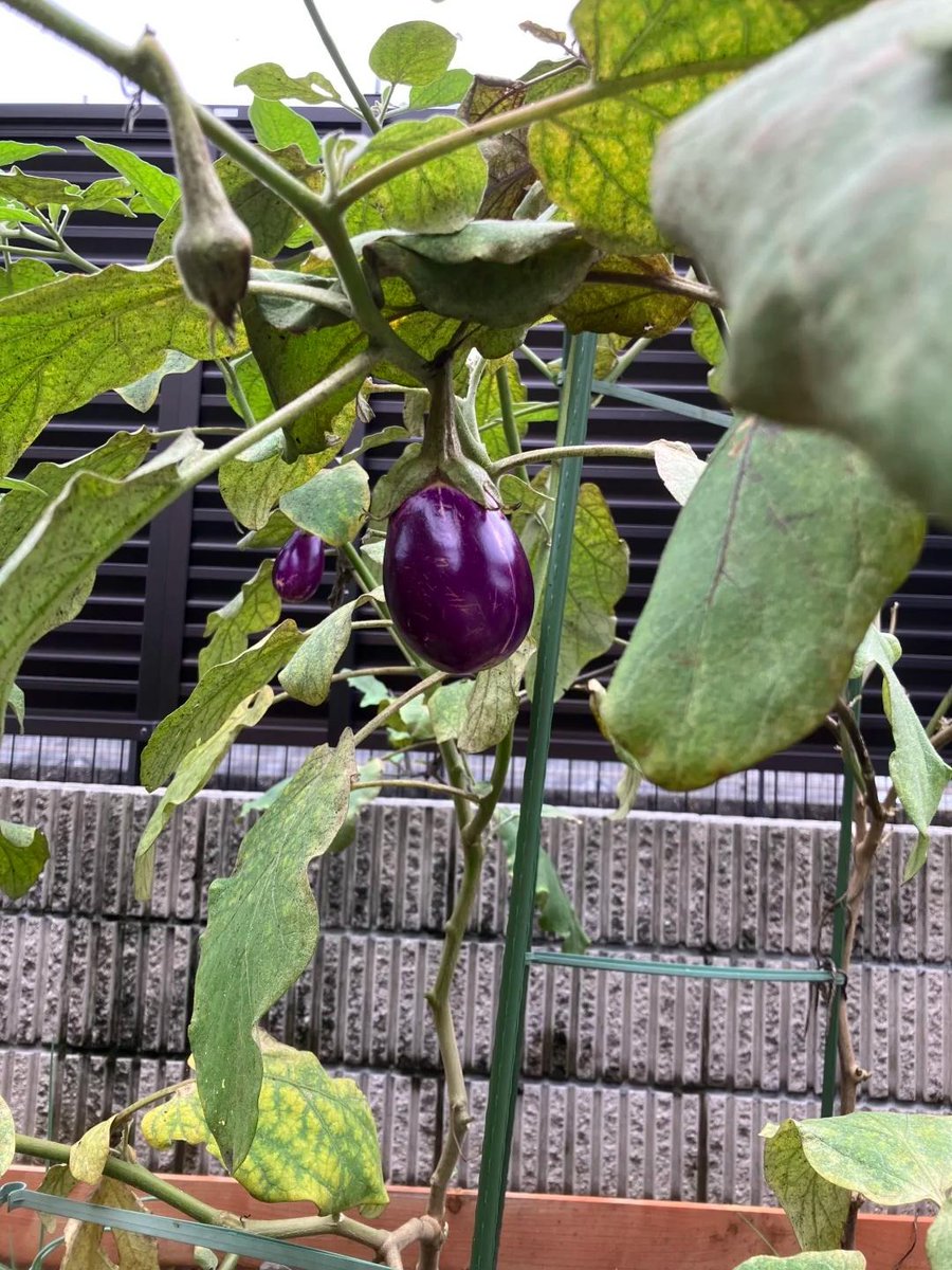 tdrmt0's tweet photo. 育ち始めた野菜を眺めたり、今日の日差しを感じたり、時々しゃがんで葉っぱに触れてみたりします。
私はますます、こういう静かで騒がしくない環境が好きになっています🌸
#家庭菜園 #秋冬野菜 #野菜栽培 #畑のある暮らし #ガーデニング好きな人と繋がりたい https://t.co/nCDcQgn9qC