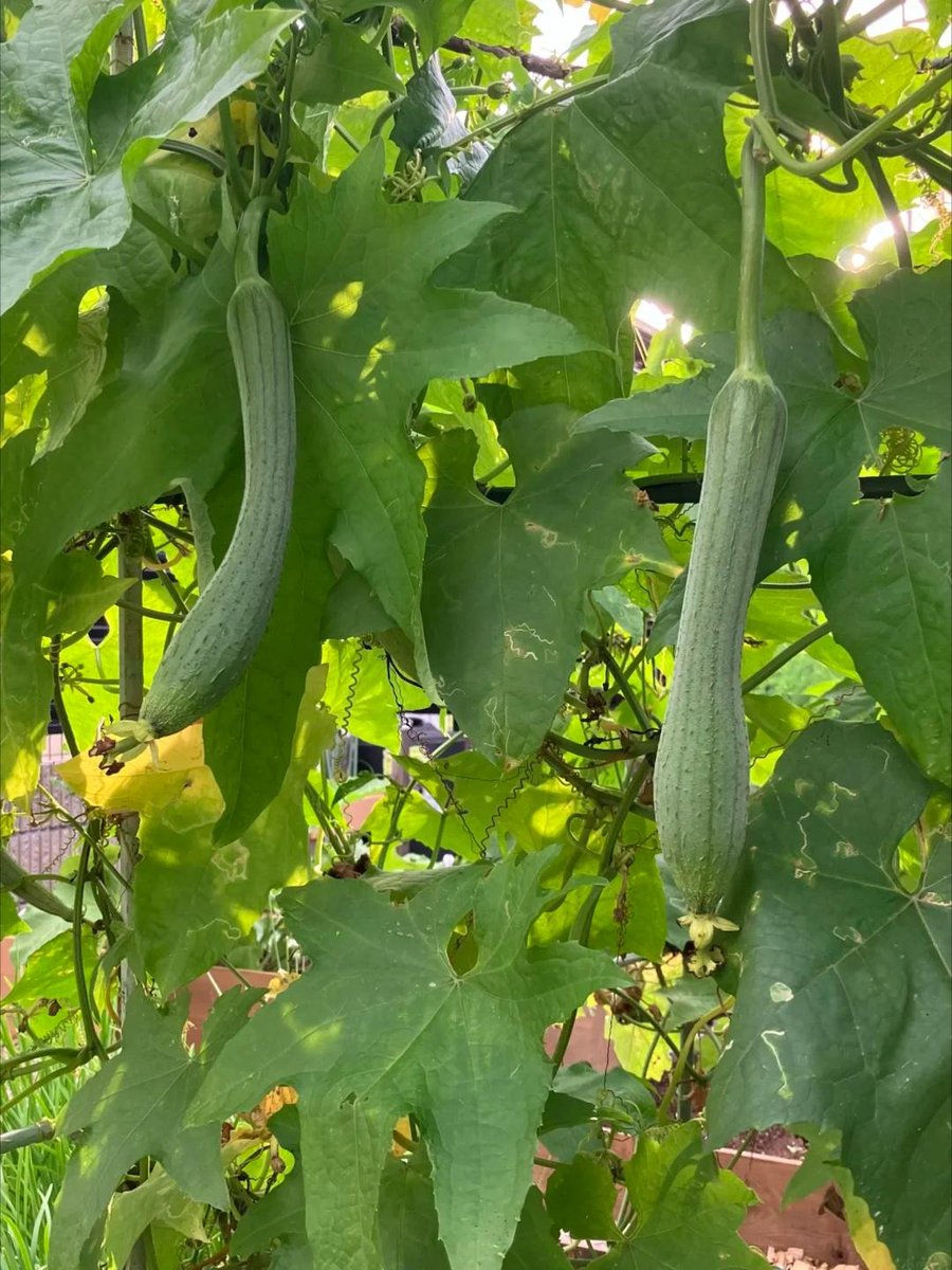 tdrmt0's tweet photo. 育ち始めた野菜を眺めたり、今日の日差しを感じたり、時々しゃがんで葉っぱに触れてみたりします。
私はますます、こういう静かで騒がしくない環境が好きになっています🌸
#家庭菜園 #秋冬野菜 #野菜栽培 #畑のある暮らし #ガーデニング好きな人と繋がりたい https://t.co/nCDcQgn9qC