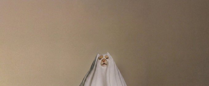 theghostfunsol's tweet photo. We are the only ones who have the power to become a Halloween Runner.

TY ALL FOR SUPPORT.

CHECK WEB:
https://t.co/4Mcy7pzUJX

CA:
2kyjAwwC2jA9pVwnexVjD6N7uupfeYY8GVJk8jCspump https://t.co/Iet7R8eqf8