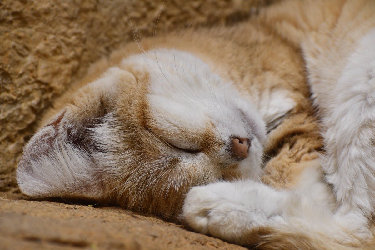 tmyy583's tweet photo. 世界動物の日 愛でたい https://t.co/ED5Me2XVJ9