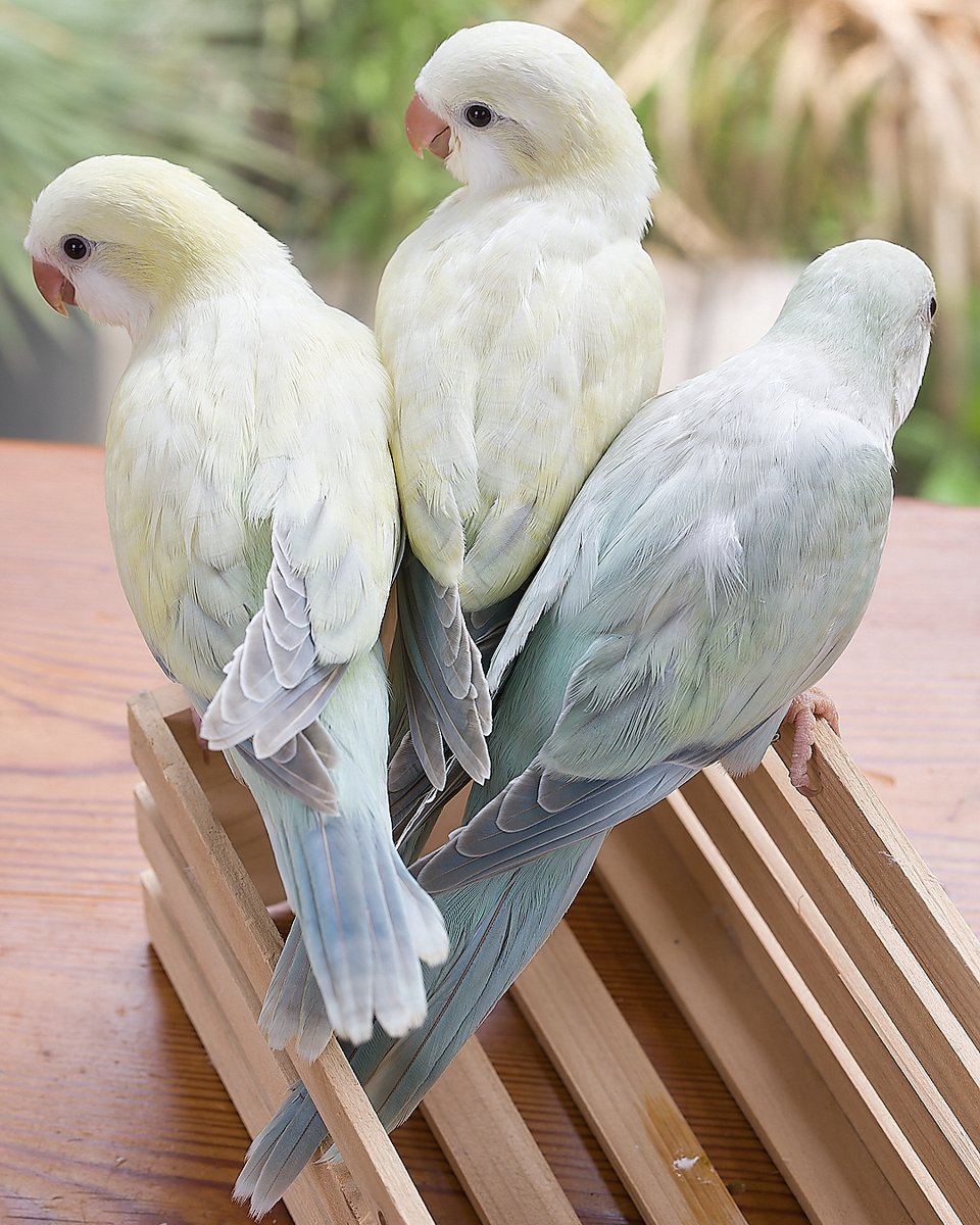 TokyoParakeet's tweet photo. ・クリームスノーホワイト
・ミントスノーホワイト
・ピュアスノーホワイト https://t.co/zkSYYTQo7V