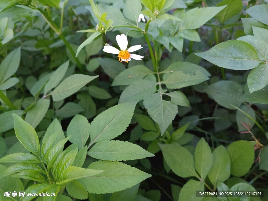 nutangmo1050's tweet photo. This morning, the rare锥辰种 plant bloomed at the local botanical garden, a tiny treasure of nature worth sharing. https://t.co/4qocgibWcD