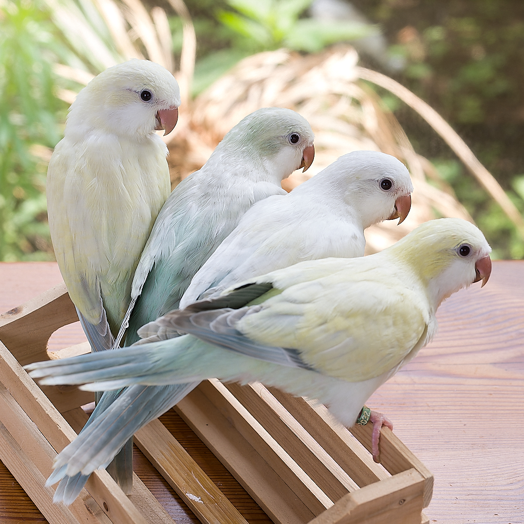 TokyoParakeet's tweet photo. ・クリームスノーホワイト
・ミントスノーホワイト
・ピュアスノーホワイト https://t.co/zkSYYTQo7V