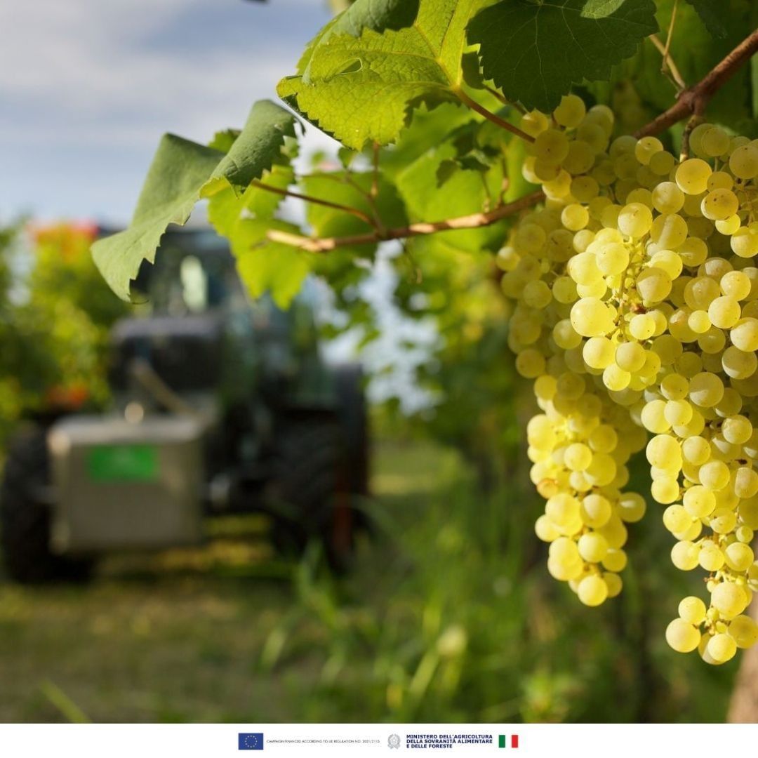 ProseccoDOC's tweet photo. Prosecco DOC starts with place. The denomination covers nine provinces across Veneto and Friuli-Venezia Giulia, shaped by winemaking tradition and the Glera grape. Look for the DOC mark as a guarantee of origin. https://t.co/R6VTD0VGG1