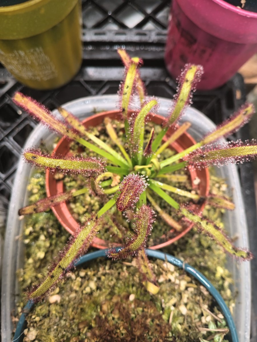 TomWayne1385317's tweet photo. One flower is opening, and more on the way.
Drosera capensis makes a flower scape, with a flute of flowers, that open one at a time. Very cool little show
#drosera
#sundew https://t.co/mEGhpob4eJ