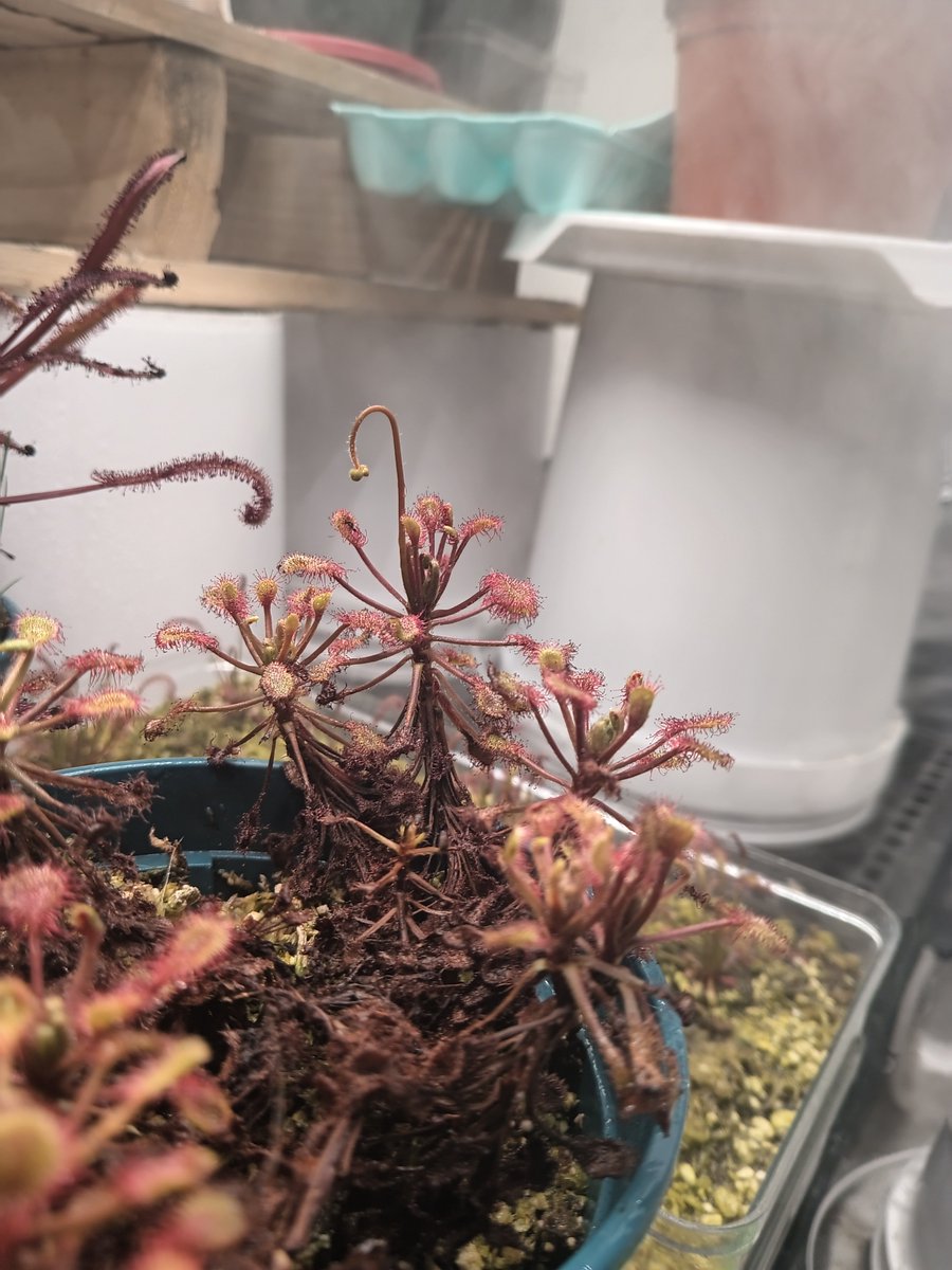 TomWayne1385317's tweet photo. One flower is opening, and more on the way.
Drosera capensis makes a flower scape, with a flute of flowers, that open one at a time. Very cool little show
#drosera
#sundew https://t.co/mEGhpob4eJ