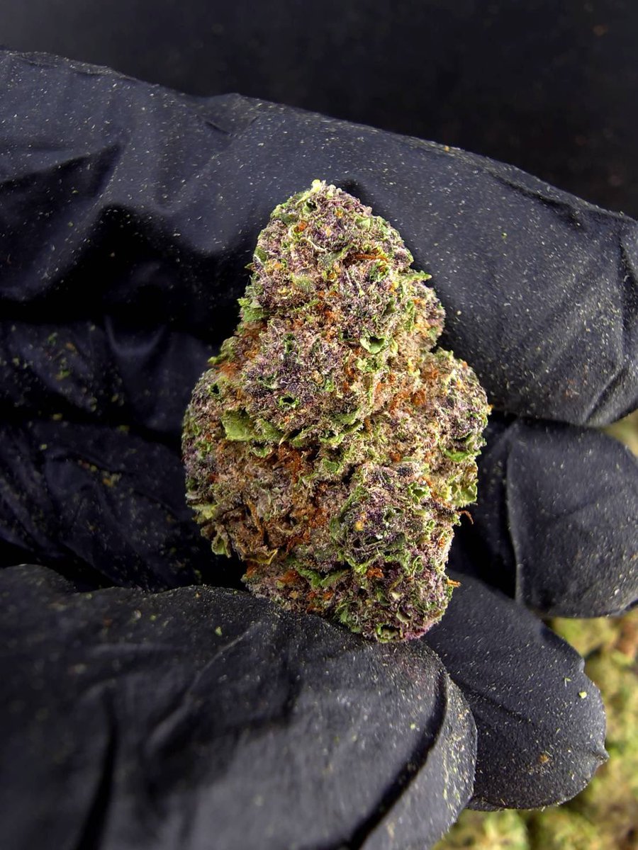 valetag4's tweet photo. 🏞️【 🌞 Evap • Farm ภาคเหนือ🪴 】🇹🇭
🥦Size Top Mid 🌞✨

🔸Top Cherry Gas 🍒⛽️
🔸Sativa60% 🔸THC30%

Aroma🔺 Pine 🌲 Pungent 🦨 Grape 🍇

💸100G = 899฿ , 1KG = 4,900฿💸

🛍️สนใจสินค้า @Line 
ทักแชท ตามสั่งได้เลยครับ🔻
Line ID (.) ▶️ 0924153858.
https://t.co/wW1z2epETi

#weed #og https://t.co/OFCeSgt7BF
