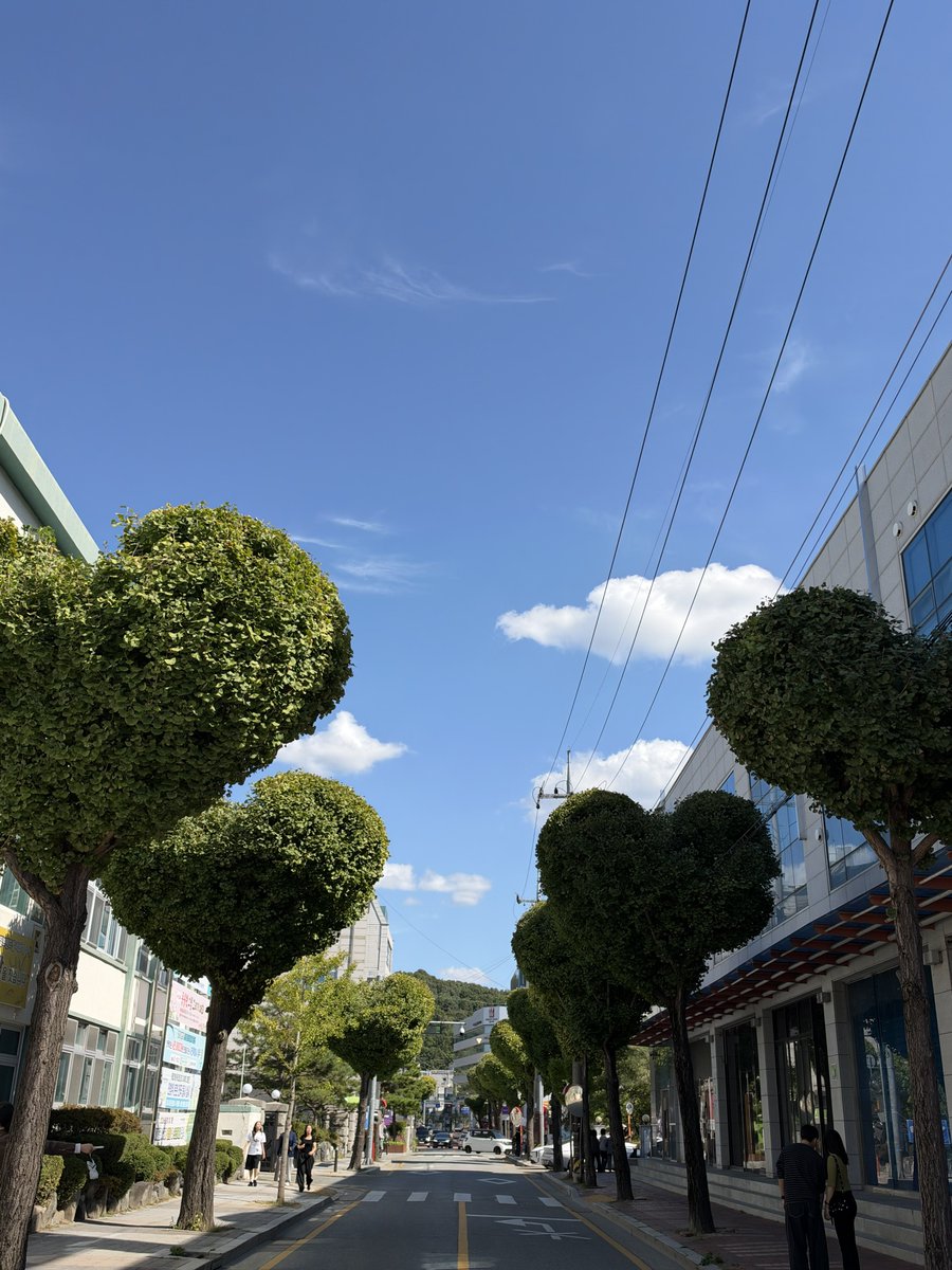 nvrsznvr's tweet photo. 청주 명물... 하트나무 !!! 졸귕이 💚💚💚 https://t.co/44VAGIpbK8
