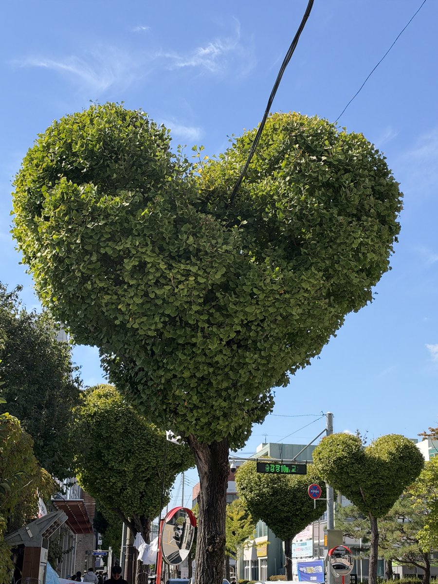 nvrsznvr's tweet photo. 청주 명물... 하트나무 !!! 졸귕이 💚💚💚 https://t.co/44VAGIpbK8