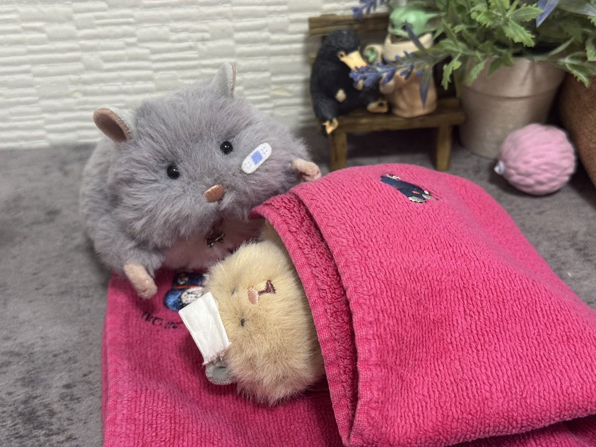 my_mogwai's tweet photo. みんな体調気をつけてね～🤧 https://t.co/sh0IdxyhnM