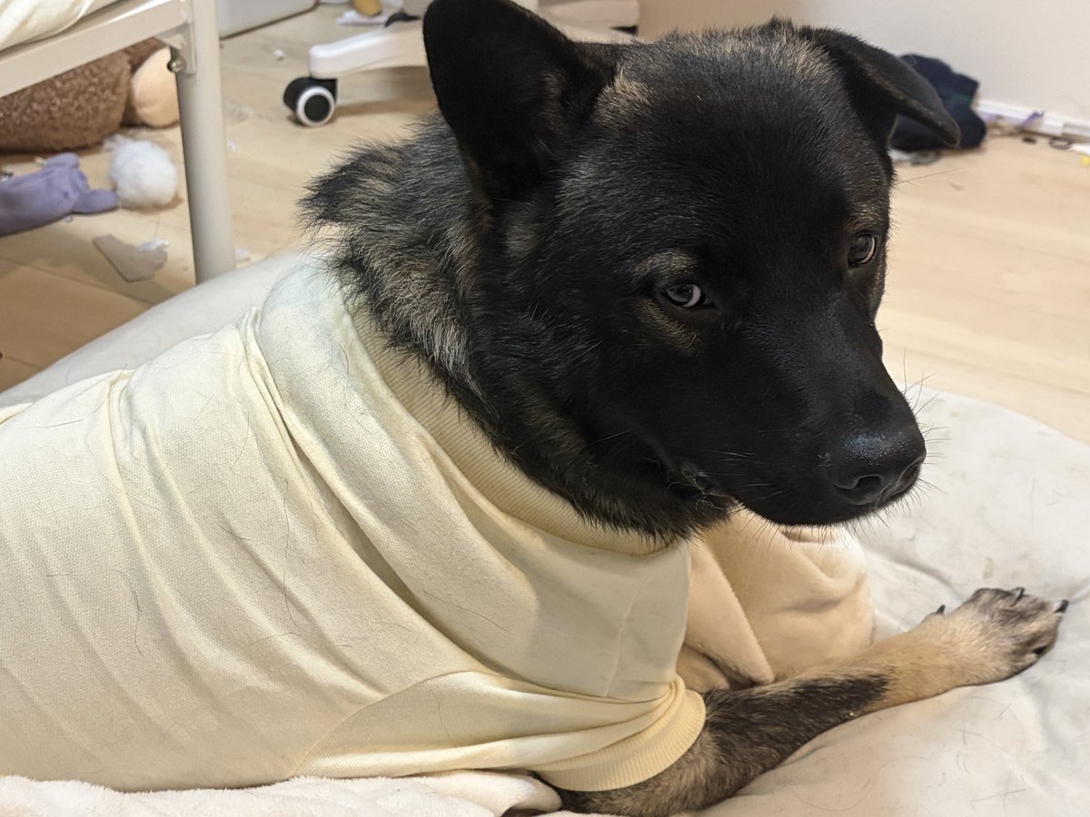Daimiyuhiro's tweet photo. 10/4（日）服着た大吉🦮 https://t.co/96NtefXZPL
