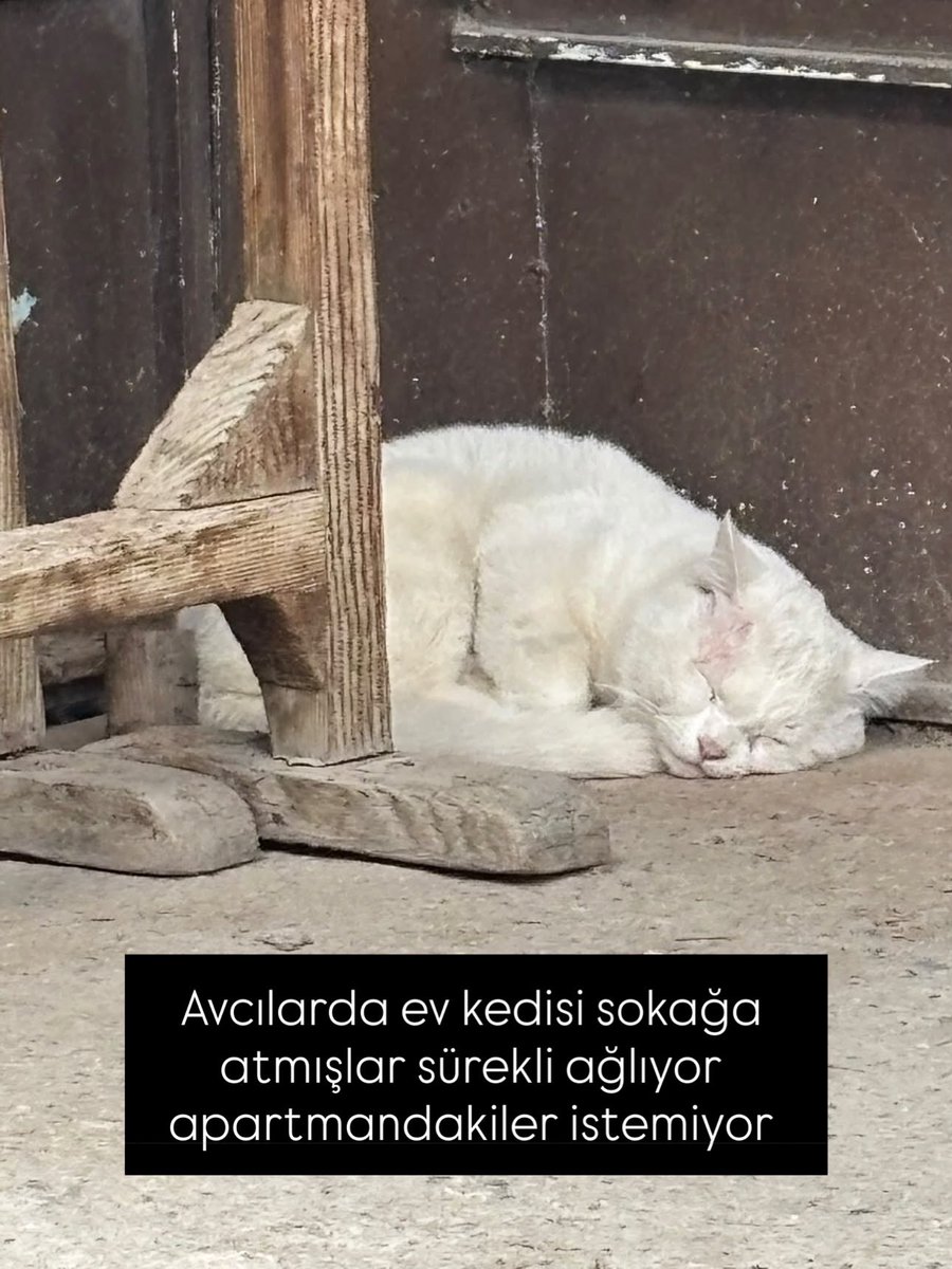 patiarkadas's tweet photo. Avcılarda ev kedisi sokağa atmışlar sürekli ağlıyor apartmandakiler istemiyor İstanbul 

İnstagram @ayxu10 

#SokakHayvanlarıSahipsizDeğil https://t.co/tHMhIMpFXD