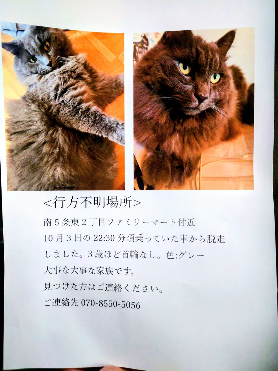 umekichifight's tweet photo. 【WANTED】
うめきちの近所で車から脱走したそうです。もし見かけたら連絡してあげてください。 https://t.co/OHCaazFlXw