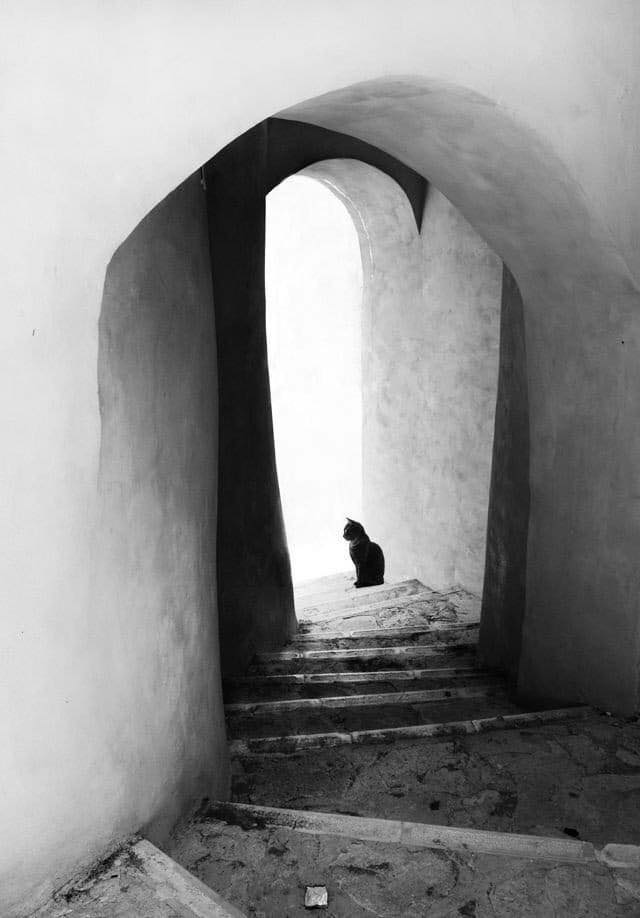 eyeonaxis's tweet photo. Black cat contemplation by Francesca Parità https://t.co/ilf1wfozAz