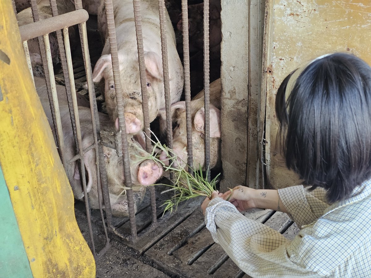 animalmoim's tweet photo. 세계 동물의 날, 축하 받을 수 없는 동물을 찾아 갔습니다.
사진으로는 전해지지 않는 현장을 마주 합니다. 
태어난 것을 축하한다고 말하고 싶지만 그럴 수 없는 삶이 있습니다. 주저 앉아 울고 싶었지만 그마저도 사치인 곳 가운데에 있었습니다.
우리는 여기에서 시작합니다. https://t.co/tlfnYcX4Po