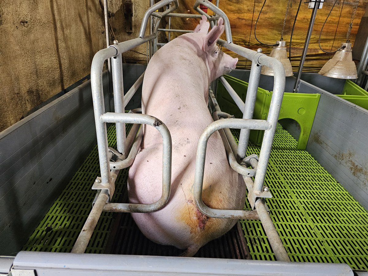 animalmoim's tweet photo. 세계 동물의 날, 축하 받을 수 없는 동물을 찾아 갔습니다.
사진으로는 전해지지 않는 현장을 마주 합니다. 
태어난 것을 축하한다고 말하고 싶지만 그럴 수 없는 삶이 있습니다. 주저 앉아 울고 싶었지만 그마저도 사치인 곳 가운데에 있었습니다.
우리는 여기에서 시작합니다. https://t.co/tlfnYcX4Po