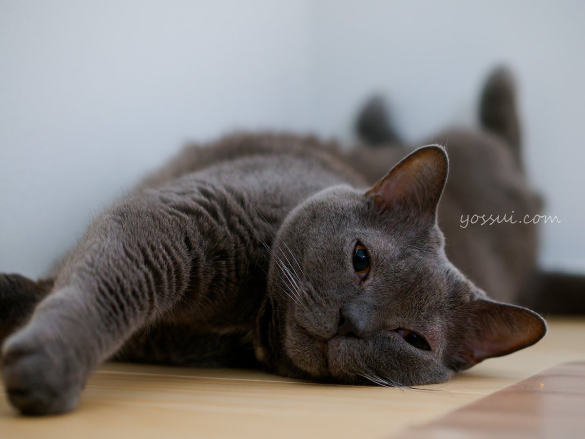 yossui_com's tweet photo. OM SYSTEM OM-1 Markⅱ
M.ZUIKO DIGITAL ED 45mm F1.2 PRO

#シャルトリュー
#猫
#猫好きさんと繋がりたい
#写真好きな人と繋がりたい
#OM1Mark2
#OMSYSTEM https://t.co/ez1z7UcslX