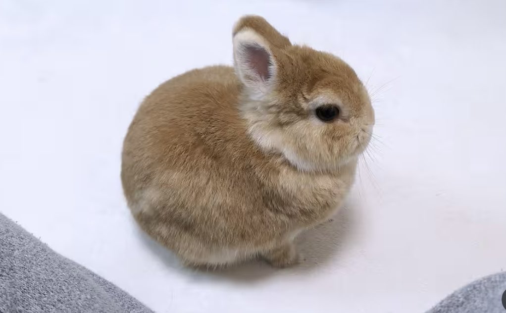 grandeinter14's tweet photo. 飼い主に怒られてしょんぼりするうさぎ

YouTubeアップしました
https://t.co/BfJrqMJLrM https://t.co/fKNvuKtEmr