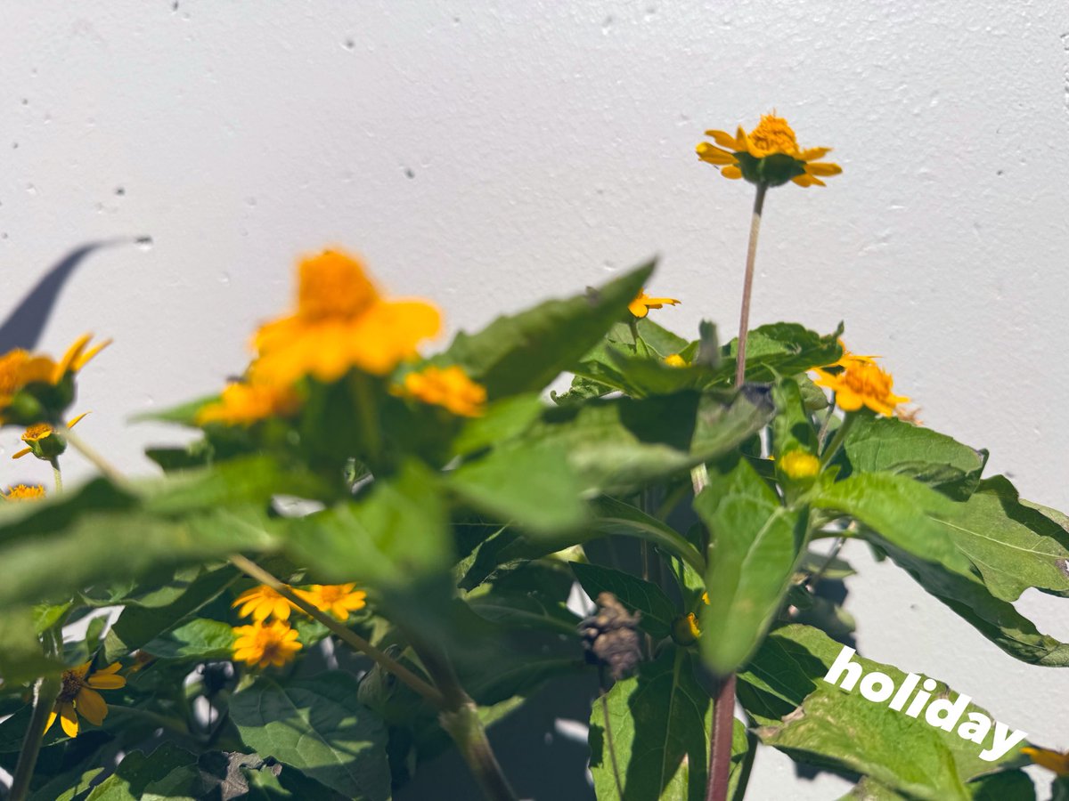 cuntamoo's tweet photo. 日中の気温
28℃くらい☁️☀︎
まだ長袖だと暑い🫠
#TLを花でいっぱいにしよう
#花のある暮らし #ファインダー越しの世界 
#ここが落ち着く #天気予報 #今年もあと https://t.co/mOqIQs67A2