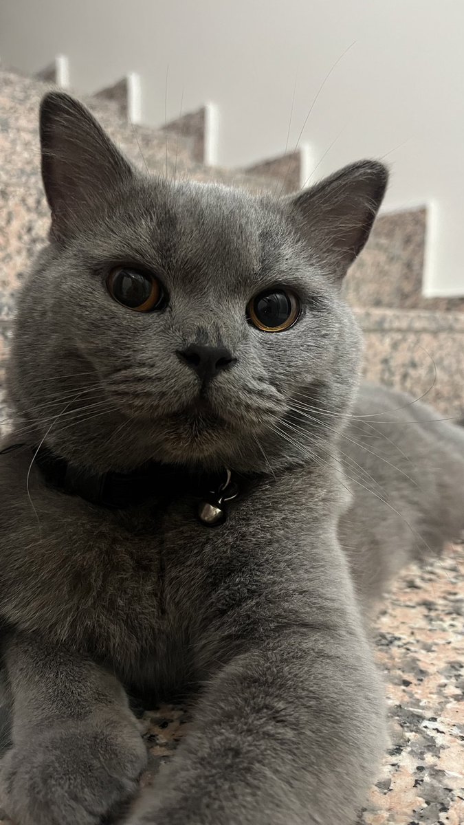 nazlicannabi's tweet photo. 🐾🤍

#4EkimHayvanlarıKorumaGünü https://t.co/OYvzBNCC2S