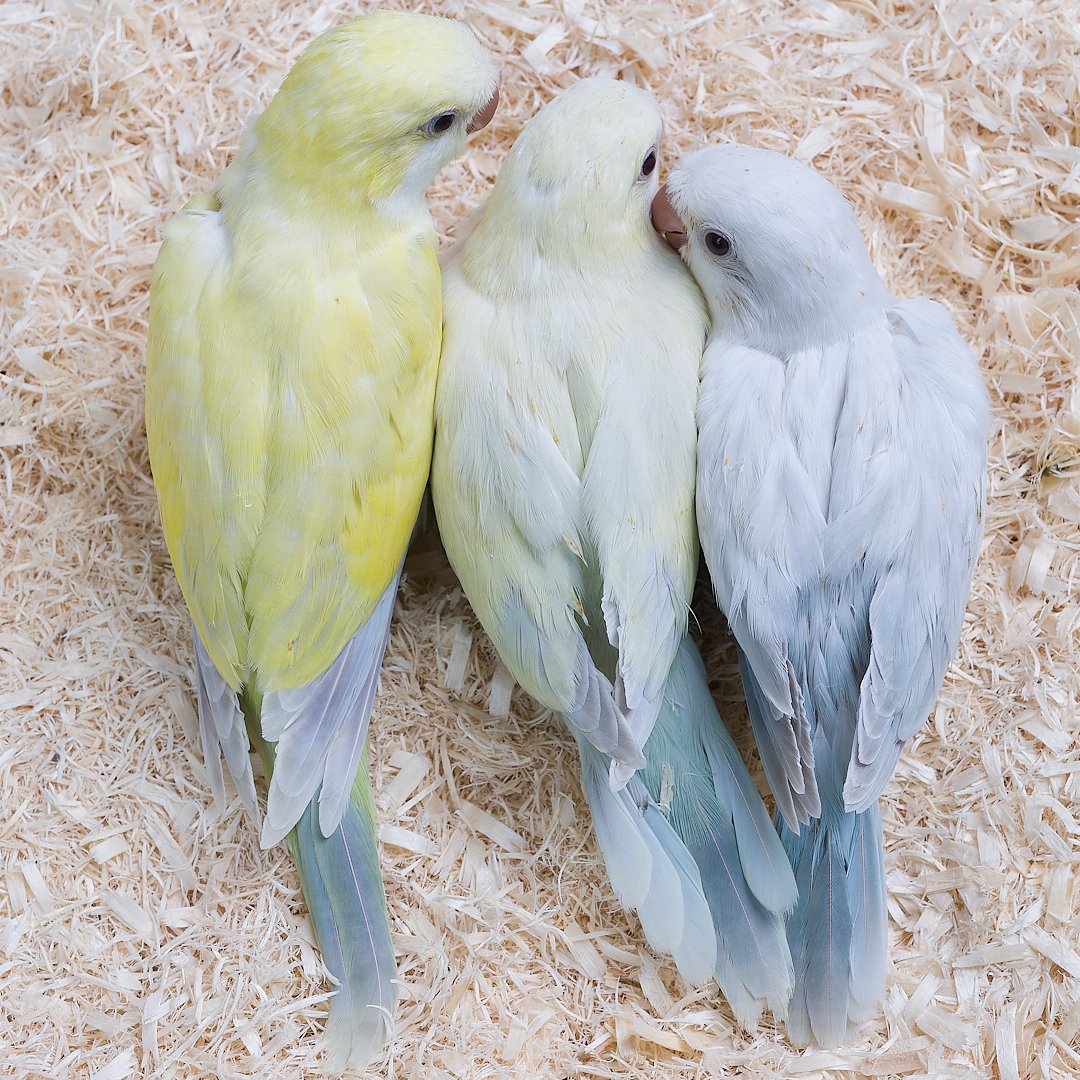 TokyoParakeet's tweet photo. ・アクア パリドイノ オパーリン
・アクアブルー パリドイノ オパーリン(特に白いタイプ）
・ブルー パリドイノ オパーリン https://t.co/K1lA0gLvZx